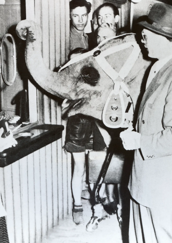 Tuffi on 21 July 1950, in front of the Wuppertal suspension railway ticket office. She is wearing a harness, and raising and curling her trunk as if to knock with it on the ticket office window. Her owner Franz Althoff stands back from her, nearer the camera, wearing a hat.