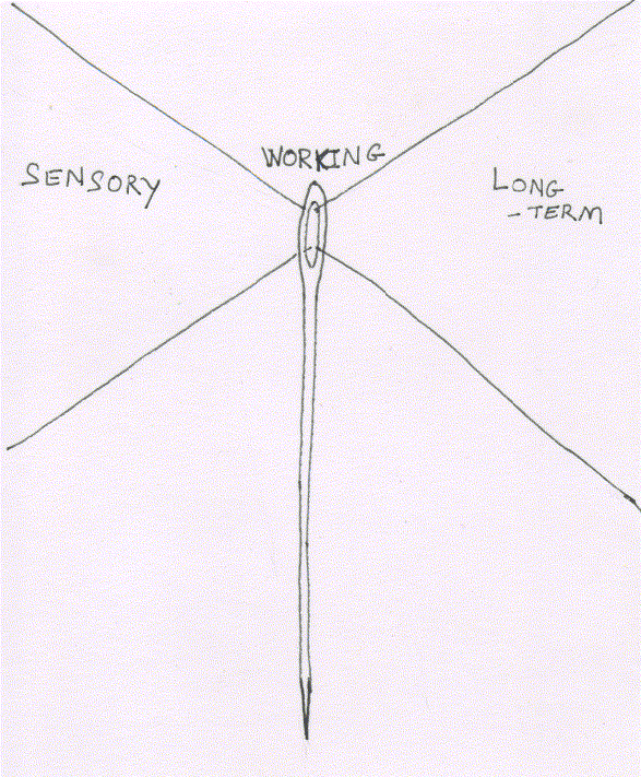 Limits of working memory is bottleneck of communication channel