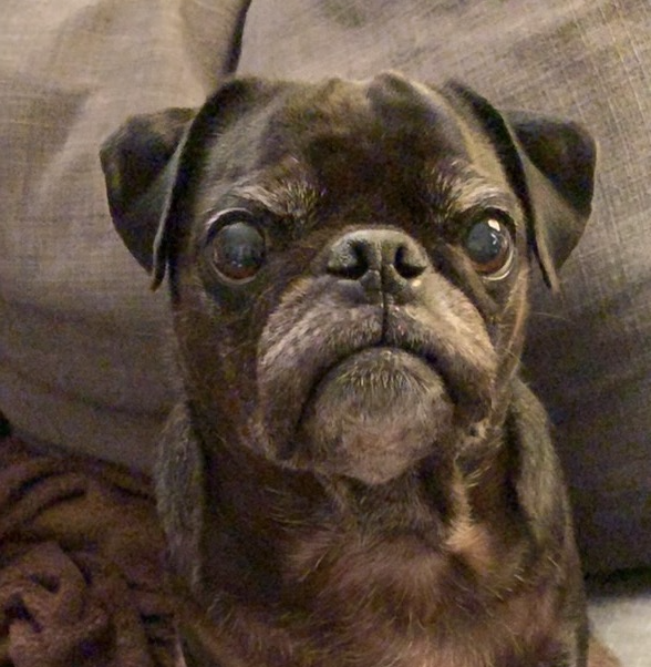 A black pug sitting on a grey couch and looking at the camera.