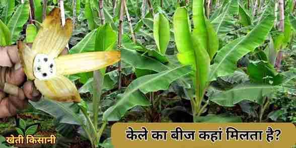 banana farming, kela ki kheti, banana seeds , banana croping, banana benefits , kele ka beej