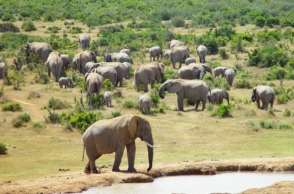 Addo Elephant National Park