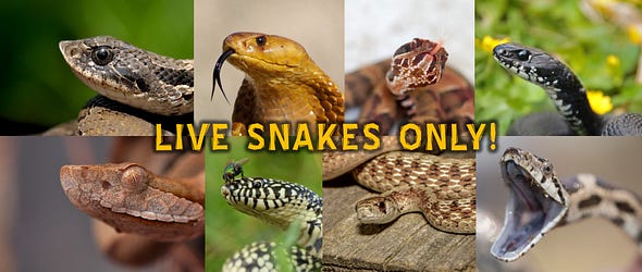 LIVE Snakes Identification & Discussion