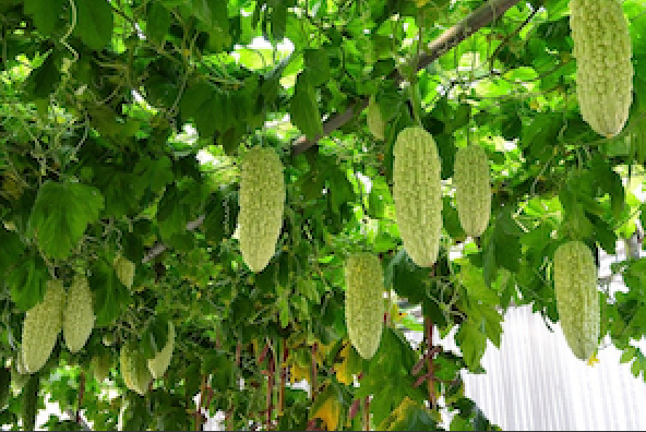 Bitter Melons hanging