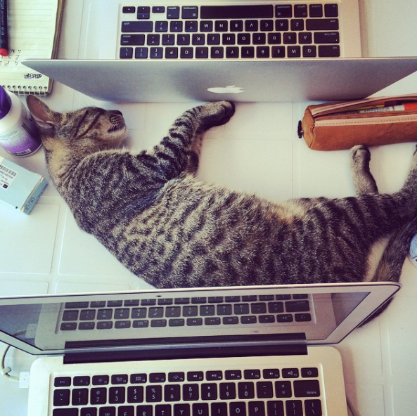 cat sleeping between two laptops