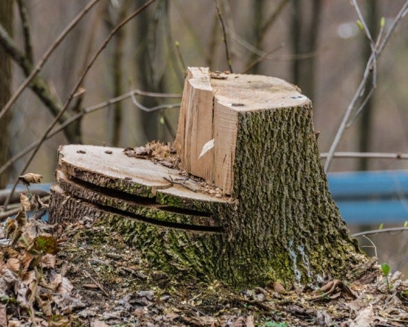 stump of a tree felled with a chainsaw