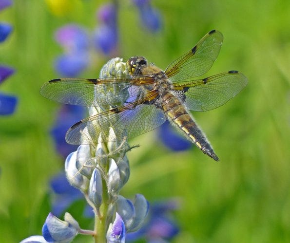 brown dragonfly with 4 spots on its wings on a blue lupine flower