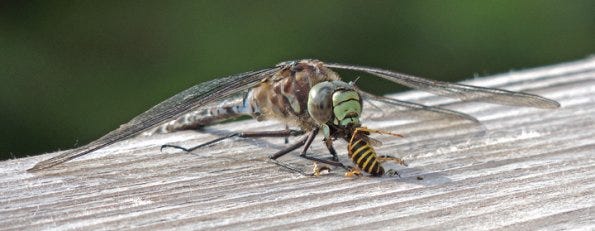 a dragonfly eating a yellow jacket