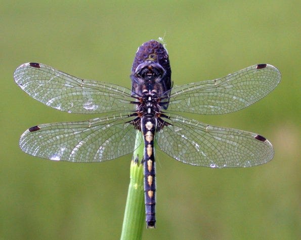 dragonfly on a piece of vegetation with wings spread out.