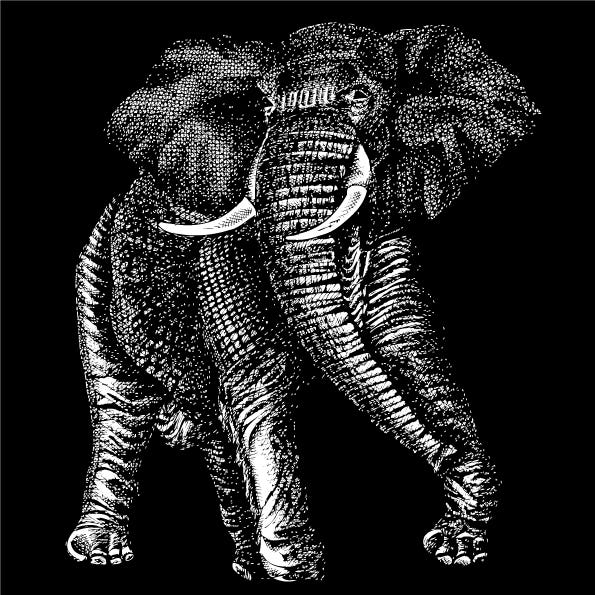 detailed Asian Elephant in ink on black background