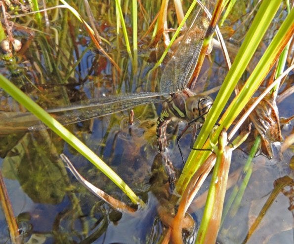 a female dragonfly laying eggs in the water