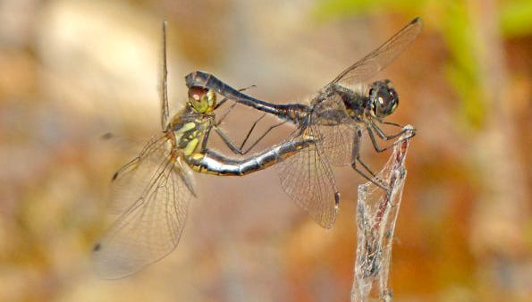 2 dragonflies attached, mating