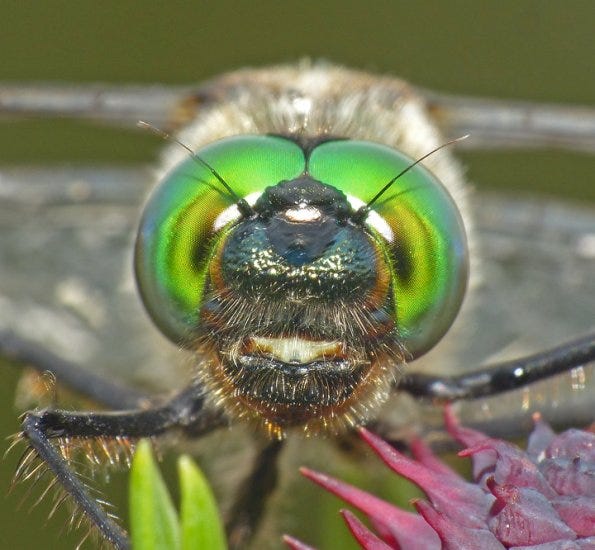 a look into the green eyes of a dragonfly upclose