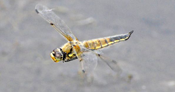 A yellowish dragonfly in flight