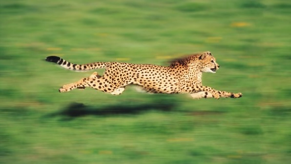 A cheetah sprinting through a green grassy field.