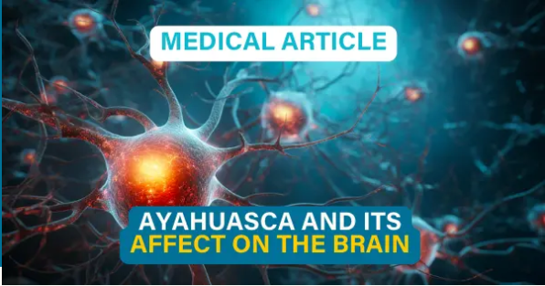 How Does Ayahuasca Affect The Brain