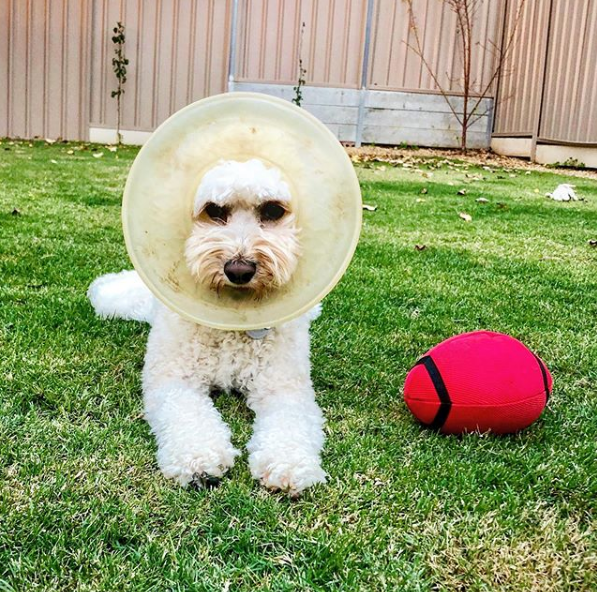 Why Do Dogs Get Hot Spots? AIDPETS® Custom Pet Art Print Your