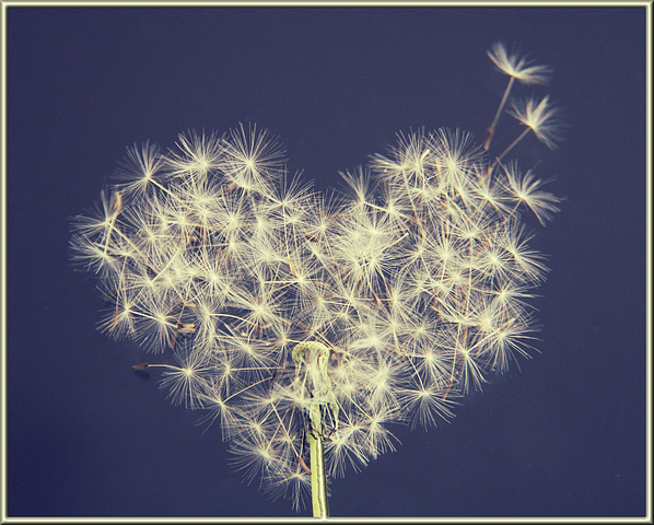 Dandelion in the shape of a heart on a blue background