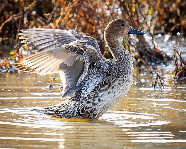 a duck with mottled brown and cream colored plumage backlit in the golden hour