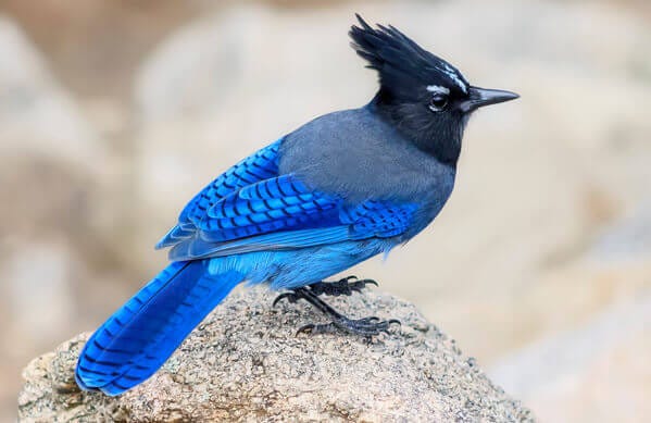 The indigo blue steller’s jay with its distinctive black fact and tuft, standing on a stone.