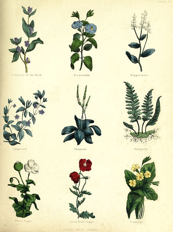 A collection of sketches of nine different flowers and plants.