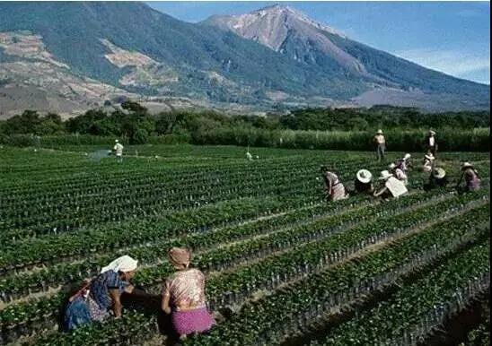 South American Coffee Beans — Premium Coffee Bean Recommendations