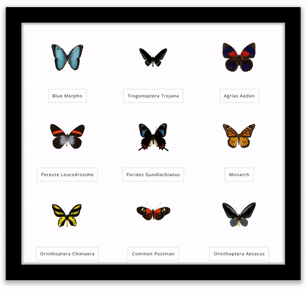 Nine different butterfly specimens of various shapes and sizes, with markings in blue, black, yellow, red, orange, grey, white, and brown, slowly flap their wings in unison a virtual shadowbox. Each butterfly’s scientific name can be seen below the corresponding specimen.