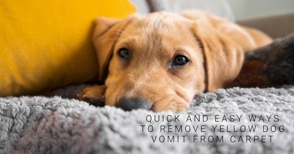 how to get yellow dog vomit out of carpet
