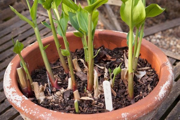 evde saksıda zencefil bitkisi nasıl yetiştirilir?