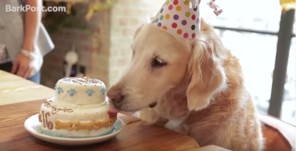 Source: YouTube, BarkPost. Happy 16th Birthday, Bretagne!