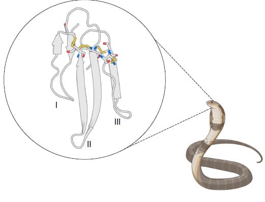 AI-Designed Antivenoms: New Proteins to Block Deadly Snake Toxins