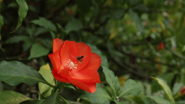 Gif of a bee pollinating a flower