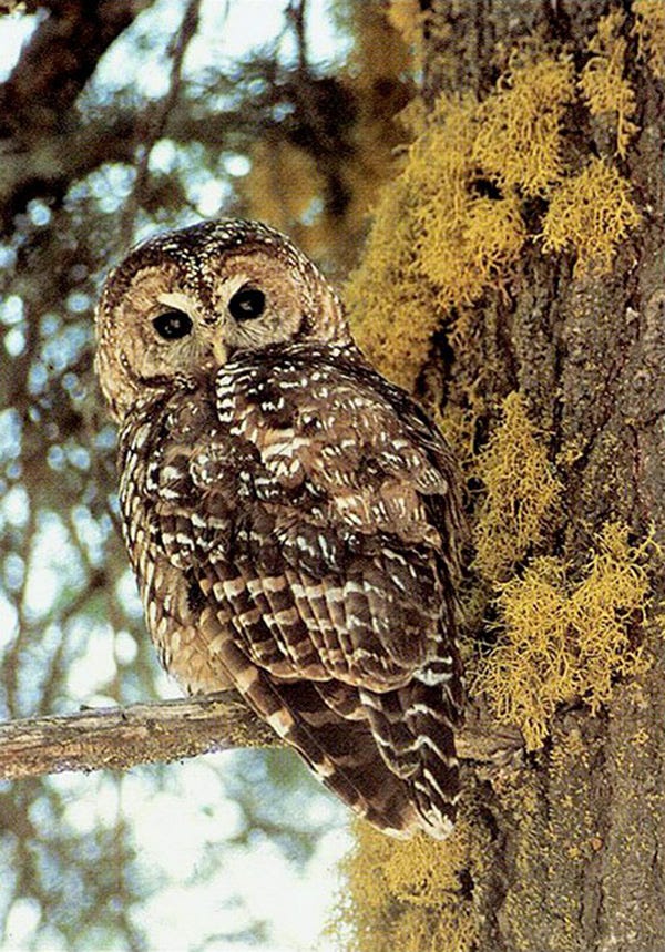 California spotted owl