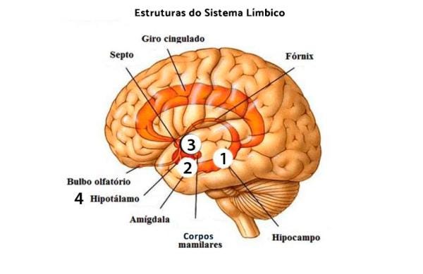 Desenho do cérebro mostrando a localização do sistema emocional ou límbico composto por: septo, giro cingulado, fórnix, bulbo olfatório, hipotálamo, amígdala, corpos mamilares e hipocampo.