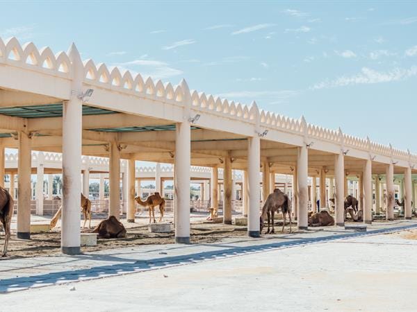 Royal Camel Farm: places to visit in bahrain with family at night