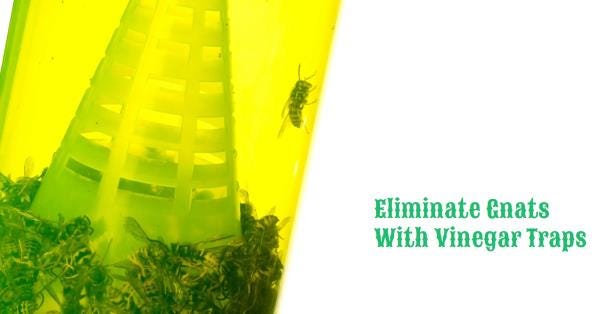 how to get rid of gnats in house with white vinegar