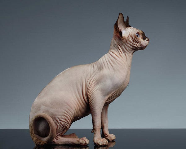 Shutterstock-esque profile image of a Sphynx cat, sitting.