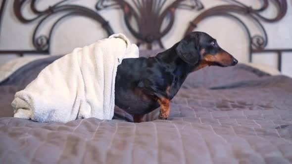 Dachshund wrapped in terry towel climbs on bed to sleep Stock Footage Stock Video