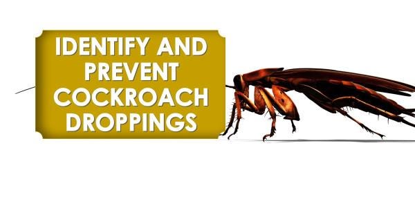 10 Ways To Identify and Prevent Cockroach Droppings