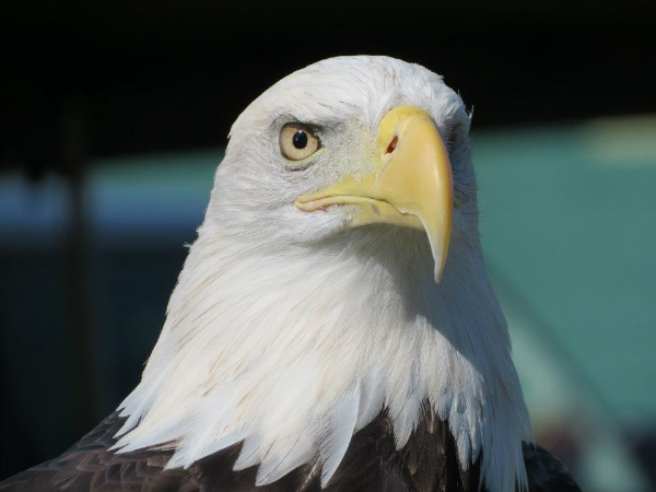 One of their most proud residents. Photo Courtesy of Back to the Wild 