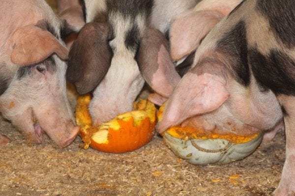 Animals at Walby Farm in Carlisle. Book a taxi to visit this place