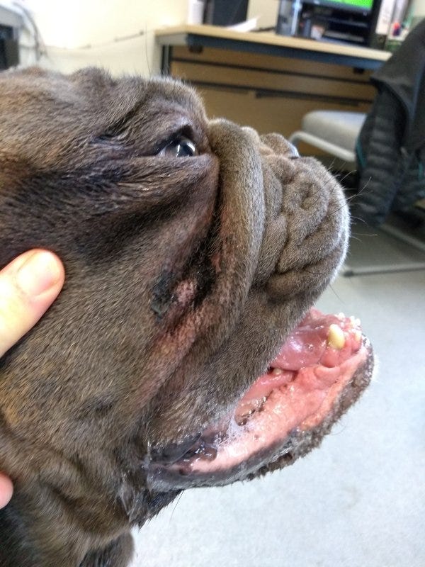 French Bulldog Allergies - Skin Fold Dermatitis