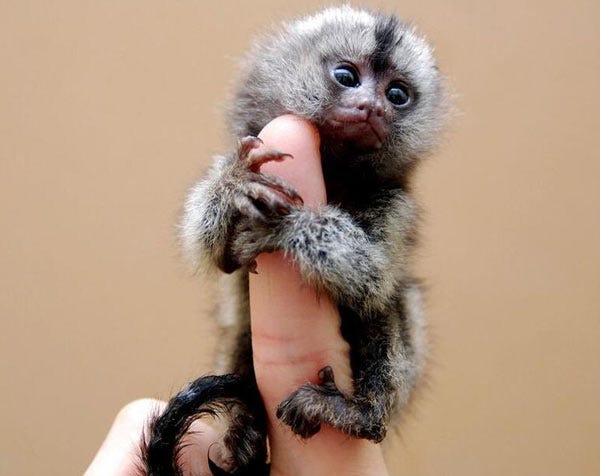 fingermonkey.jpg