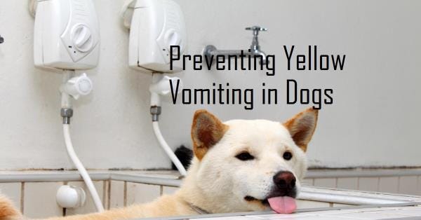 DOG IS YELLOW VOMITING AND HOW TO PREVENT