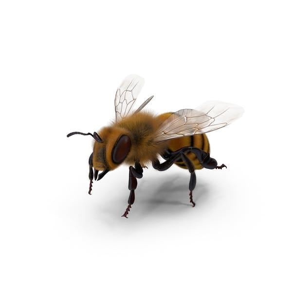 Bee (3D)