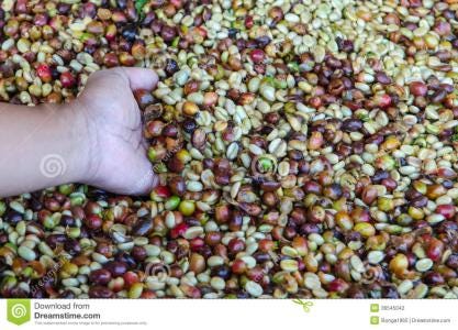 Cultivation of Premium Coffee Beans from Kenya AA Grade Kirinyaga Region Karatina Kongoni…