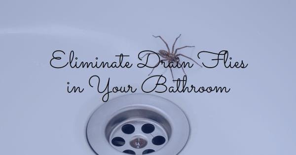 15 Effective Ways to get rid of Drain Flies in Your Bathroom.