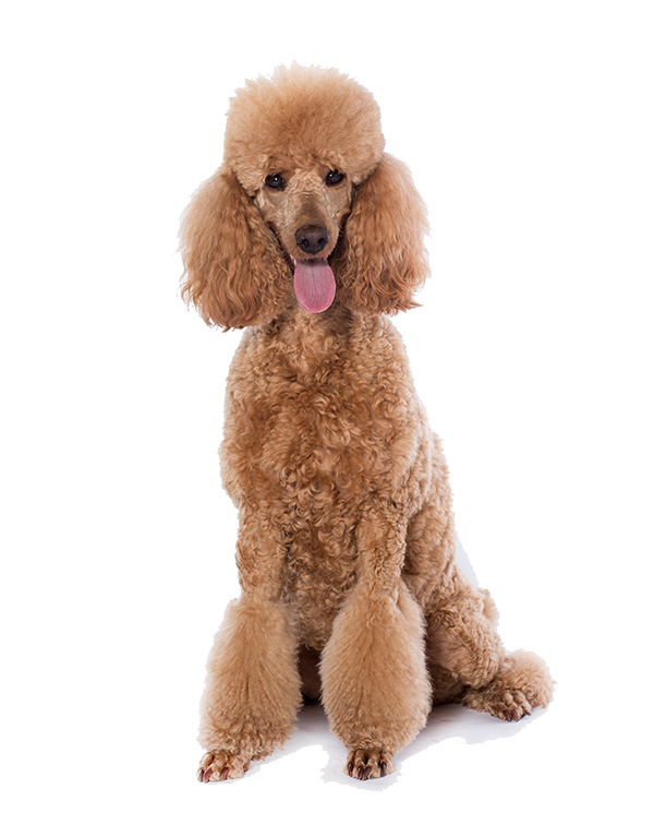Are Poodles Good Family Dogs?: Unveiling the Truth