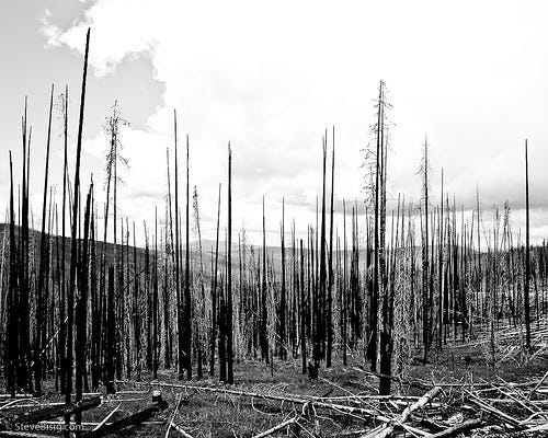 Burned Forest near Lone Frank Pass, Okanogan NF