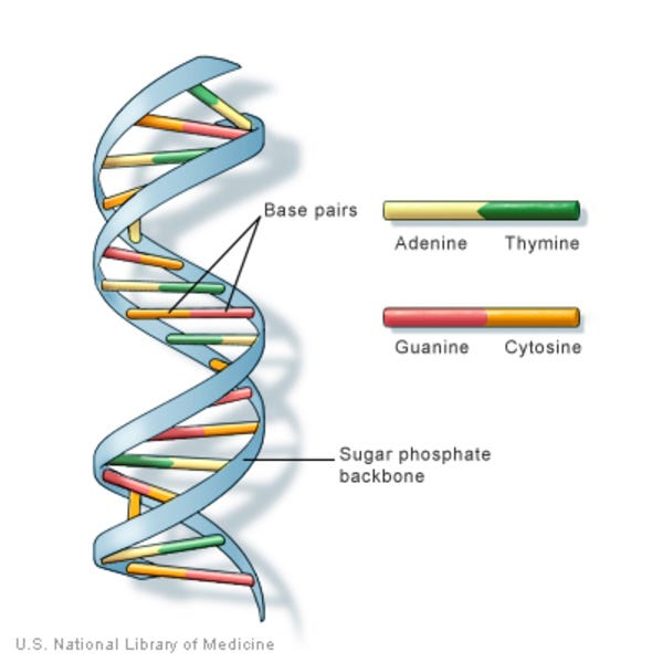 Image of a DNA