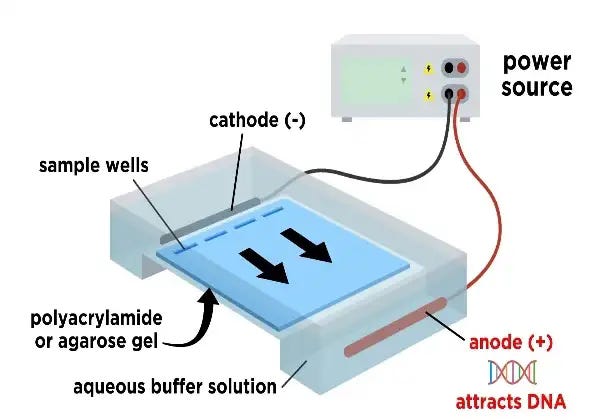 Fig 1. Labeled diagram of DNA gel electrophoresis components